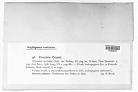 Puccinia cesatii image